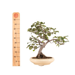 Malus spp. - B5173