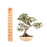 Malus spp. - B5173