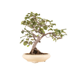 Malus spp. - B5173