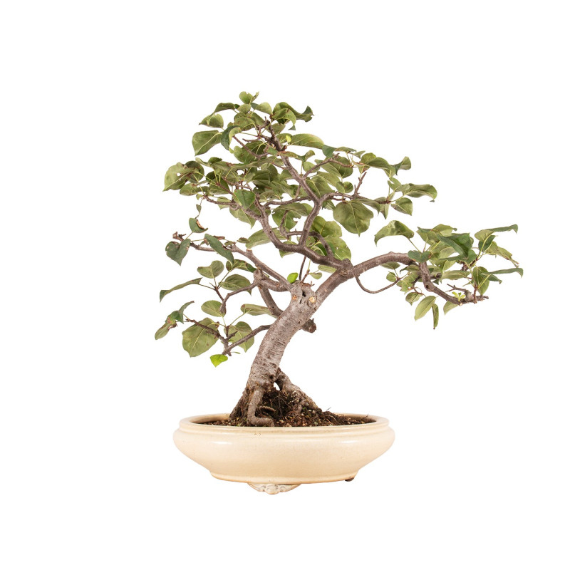 Malus spp. - B5173