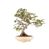 Malus spp. - B5173