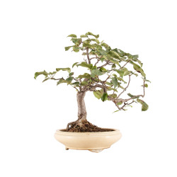 Malus spp. - B5173