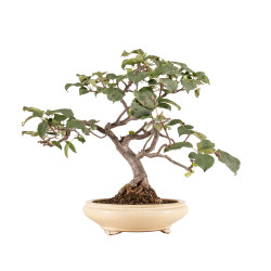 Malus spp. - B5173