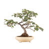 Malus spp. - B5173