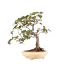 Malus spp. - B5173