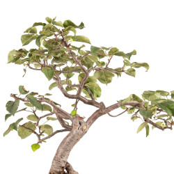 Malus spp. - B5173