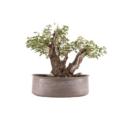 Prunus mahaleb - B5177