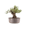 Prunus mahaleb - B5177