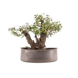 Prunus mahaleb - B5177
