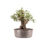 Prunus mahaleb - B5177