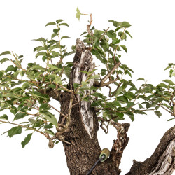Prunus mahaleb - B5177