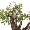 Prunus mahaleb - B5177