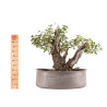 Prunus mahaleb - B5177