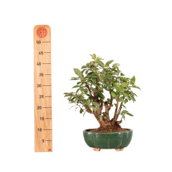 Malus Everest - B5182