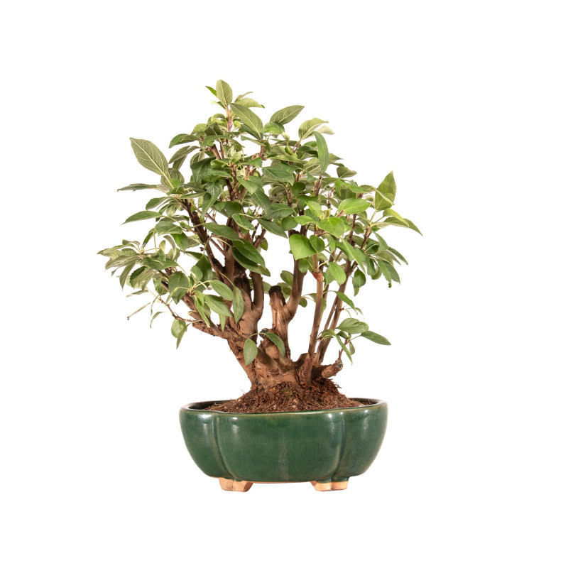 Malus Everest - B5182