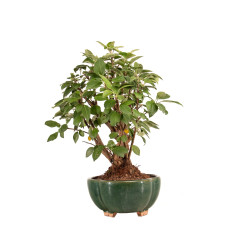 Malus Everest - B5182