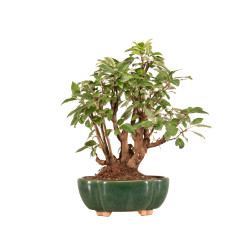 Malus Everest - B5182