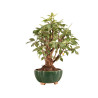 Malus Everest - B5182