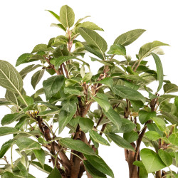 Malus Everest - B5182