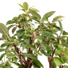 Malus Everest - B5182