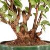 Malus Everest - B5182
