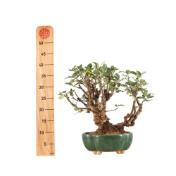 Malus Everest - B5203