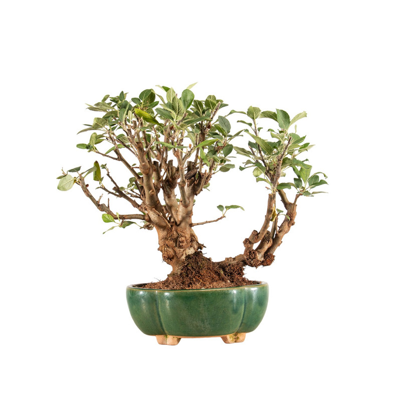 Malus Everest - B5203