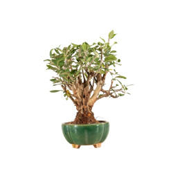 Malus Everest - B5203