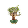 Malus Everest - B5203
