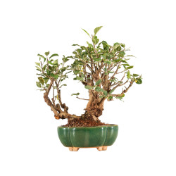 Malus Everest - B5203