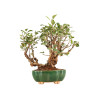 Malus Everest - B5203