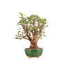 Malus Everest - B5203