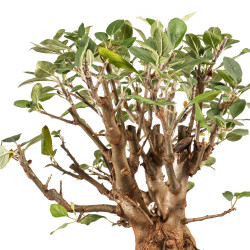 Malus Everest - B5203
