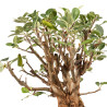 Malus Everest - B5203