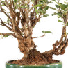 Malus Everest - B5203