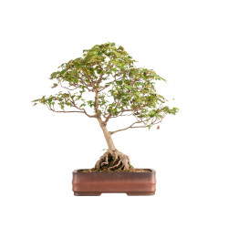Acer buergerianum - B5210