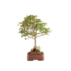 Acer buergerianum - B5210