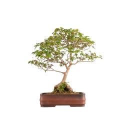 Acer buergerianum - B5210