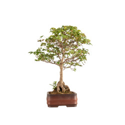 Acer buergerianum - B5210