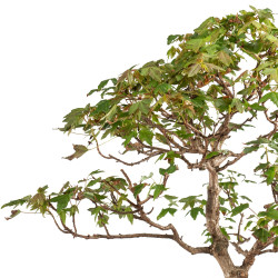 Acer buergerianum - B5210