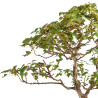 Acer buergerianum - B5210