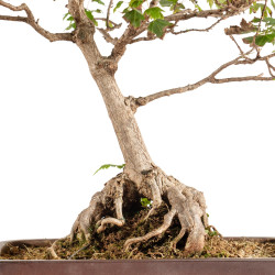 Acer buergerianum - B5210