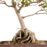 Acer buergerianum - B5210