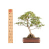 Acer buergerianum - B5210