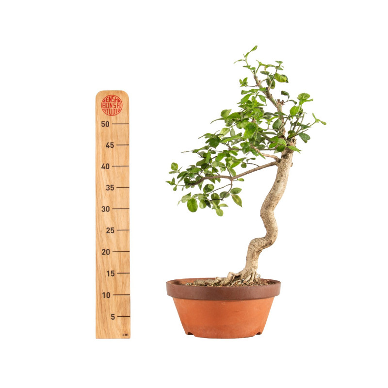 Euonymus spp. - B5218