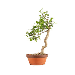 Euonymus spp. - B5218