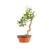 Euonymus spp. - B5218