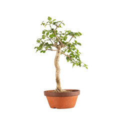 Euonymus spp. - B5218