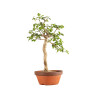 Euonymus spp. - B5218