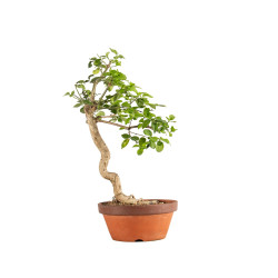 Euonymus spp. - B5218